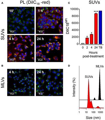 Lung Surfactant Lipids Provide Immune Protection Against Haemophilus influenzae Respiratory Infection